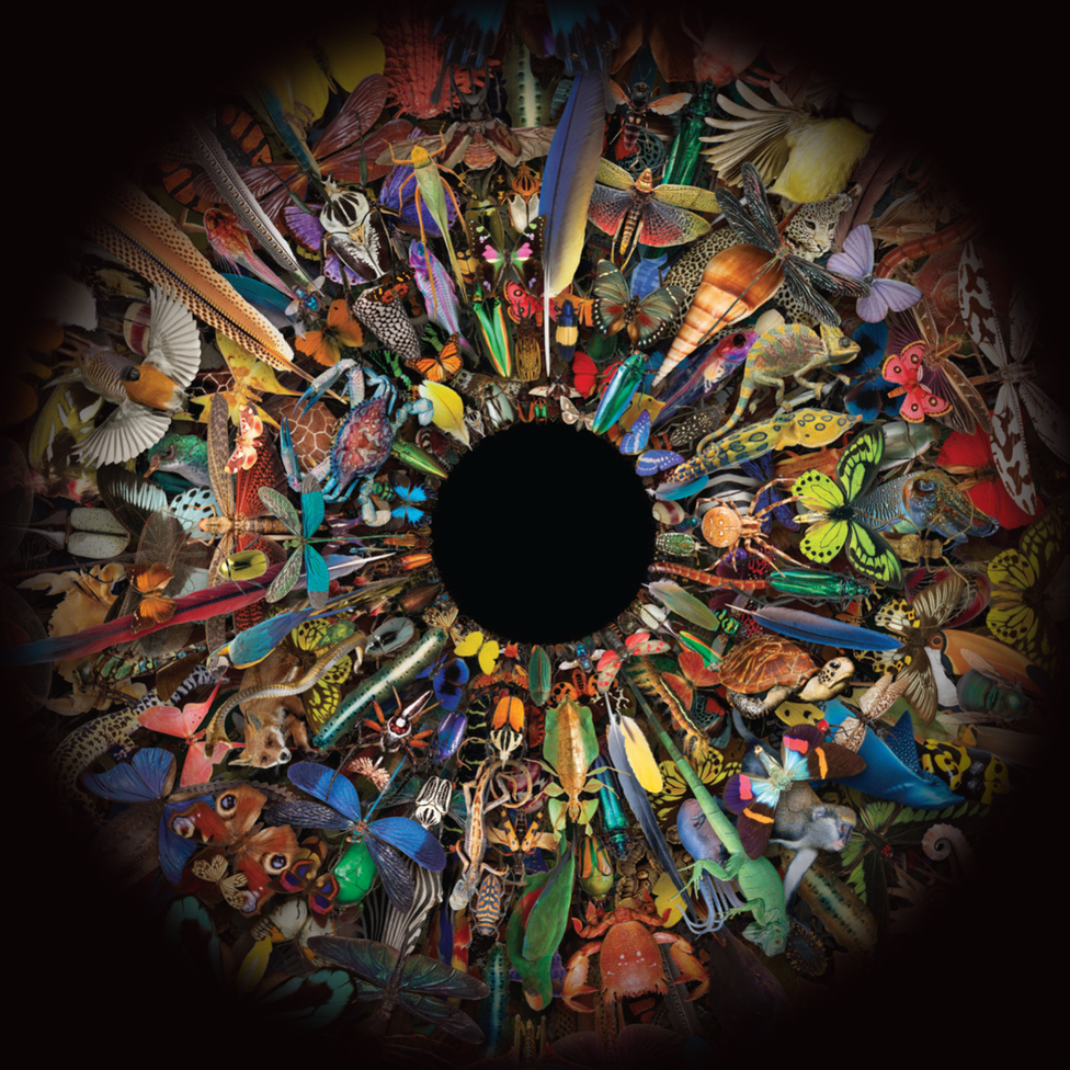 Colour & Vision driving natural diversity at the NHM in London